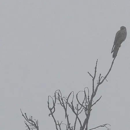 Bed and breakfast L'oiseau Blanc *