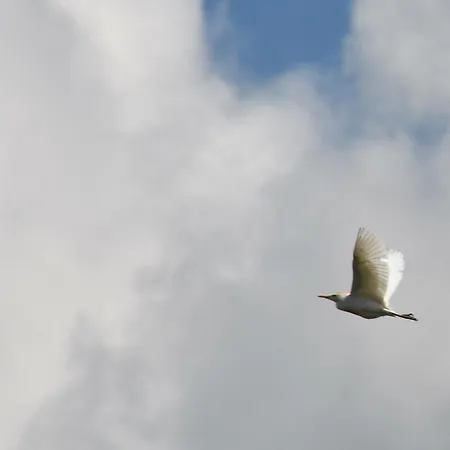 Oda ve Kahvaltı D'hote L'oiseau Blanc 3*