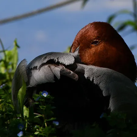Oda ve Kahvaltı D'hote L'oiseau Blanc