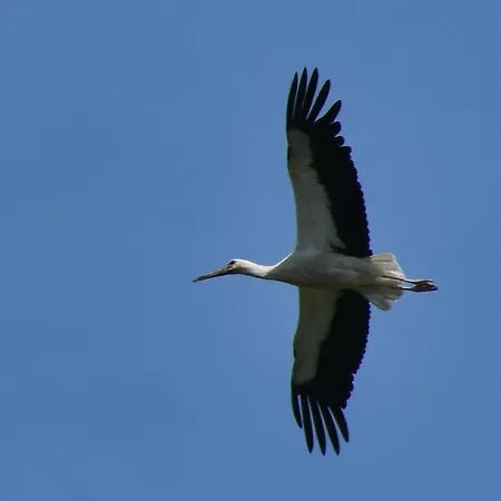 D'hote L'oiseau Blanc Oda ve Kahvaltı Saint-Nizier-le-Desert