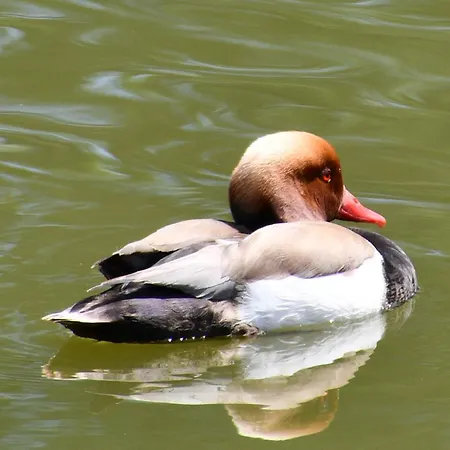 D'hote L'oiseau Blanc Oda ve Kahvaltı