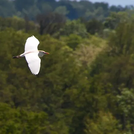 Oda ve Kahvaltı D'hote L'oiseau Blanc