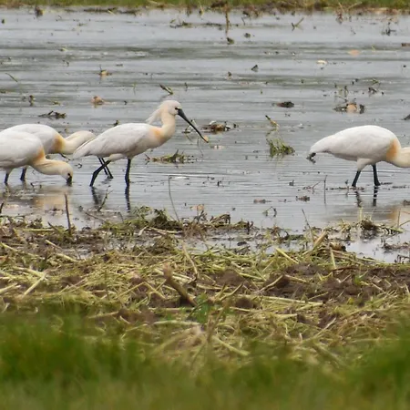 D'hote L'oiseau Blanc Oda ve Kahvaltı 3*